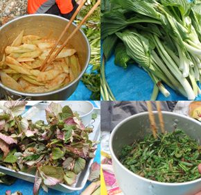 山菜山行 2016/5/14-15 山菜山行 2016/5/14-15