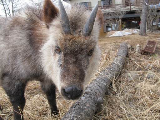 完全に飼育状態のカモシカ